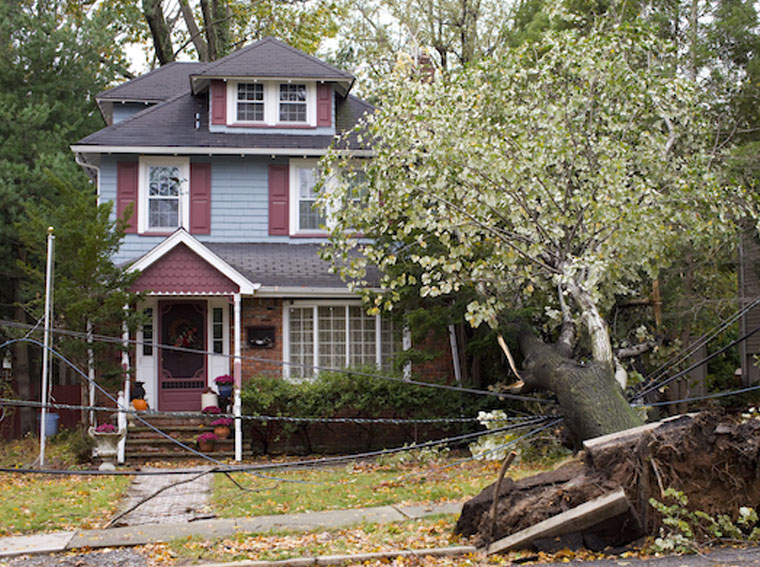 Tree-Removal And Repairs of Floodbuildback.com